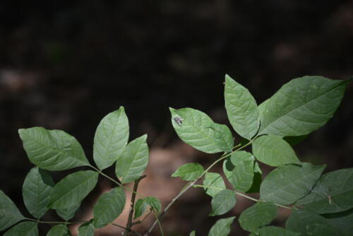 23-buffalo-pine-creek 014