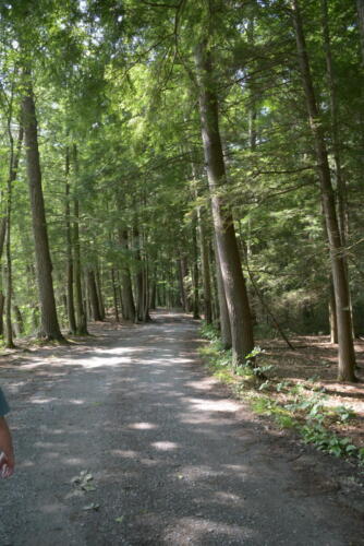 23-buffalo-pine-creek 015