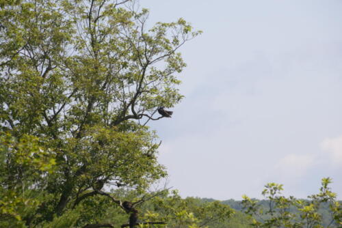 23-buffalo-pine-creek 018