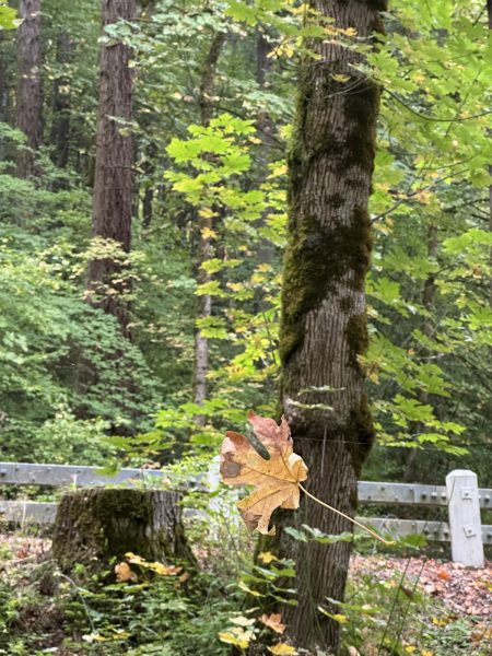 2025-Portland-Falls 14