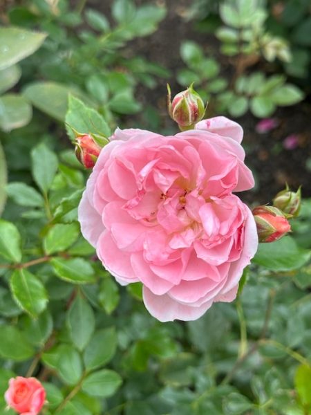 2025PortlandRoses 01