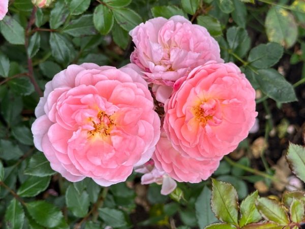 2025PortlandRoses 02