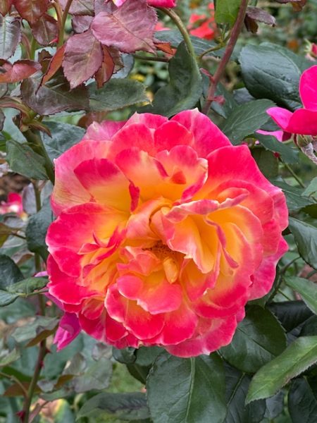 2025PortlandRoses 03