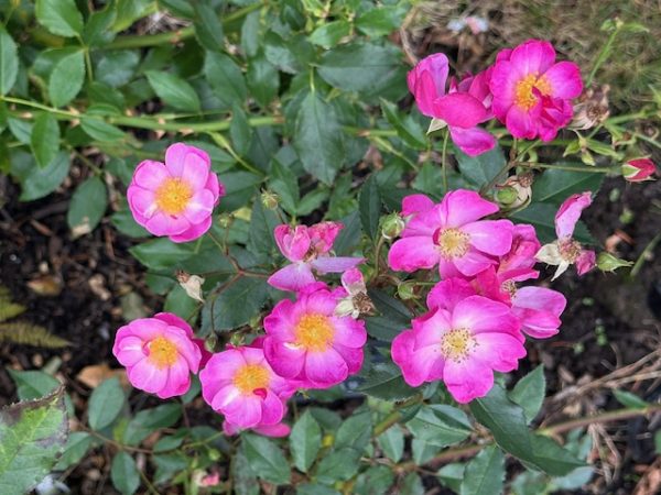 2025PortlandRoses 04