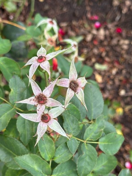 2025PortlandRoses 05