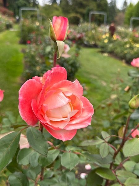 2025PortlandRoses 06