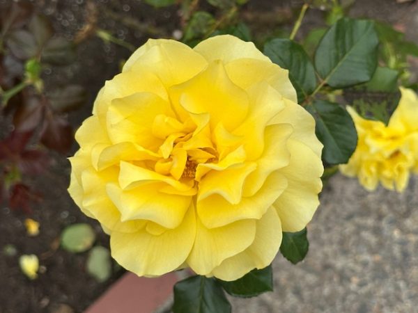 2025PortlandRoses 08