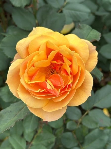 2025PortlandRoses 09