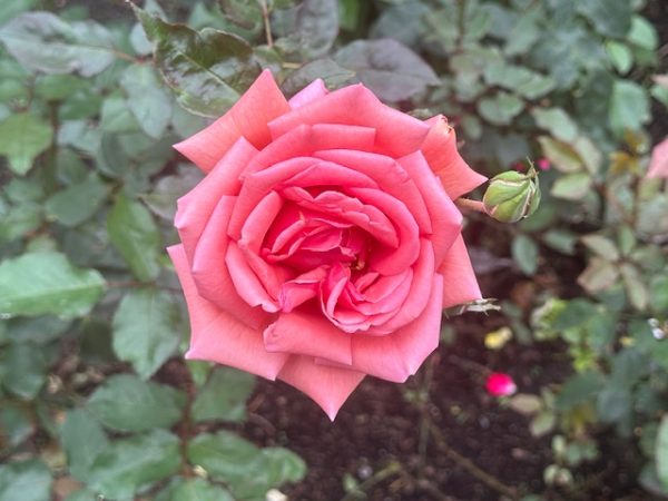 2025PortlandRoses 10