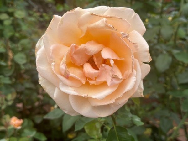 2025PortlandRoses 11